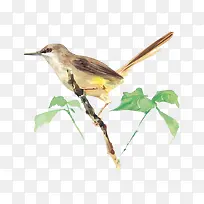 ��֦�ϵ�С��-������