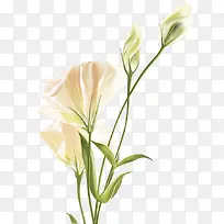 产品实物一束花朵节日祝福-空若网 产品实物一束花朵节日祝福-空若网