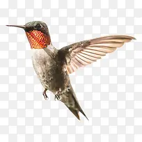 可爱的蜂鸟免抠素材-空若网 可爱的蜂鸟免抠素材-空若网