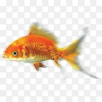 摄影高清金色的水里小金鱼-空若网 摄影高清金色的水里小金鱼-空若网