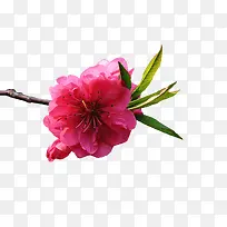 装饰图案-空若网 装饰图案-空若网