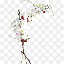 桃花-空若网 桃花-空若网