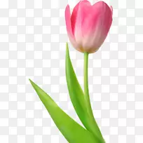 郁金香花桌面壁纸夹艺术-郁金香-空若网 郁金香花桌面壁纸夹艺术-郁金香-空若网