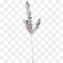 ��ѩ��֦-������