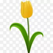 郁金香黄花夹艺术-郁金香-空若网 郁金香黄花夹艺术-郁金香-空若网