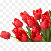 郁金香桌面壁纸-郁金香-空若网 郁金香桌面壁纸-郁金香-空若网