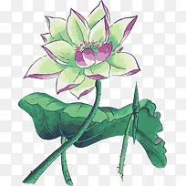 水彩画莲花-空若网 水彩画莲花-空若网