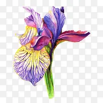 手绘水彩多彩花卉-空若网 手绘水彩多彩花卉-空若网