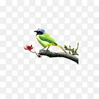 站在树枝上的画眉鸟-空若网 站在树枝上的画眉鸟-空若网