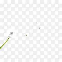 白色蒲公英-空若网 白色蒲公英-空若网