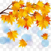 ��Ҷʸ���ز�-������