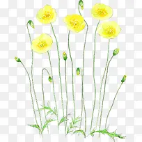 »ÆÉ«¾Õ»¨ËزÄ-¿ÕÈôÍø »ÆÉ«¾Õ»¨ËزÄ-¿ÕÈôÍø