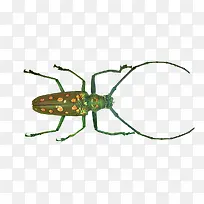 天牛-空若网 天牛-空若网