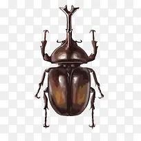 矢量甲虫-空若网 矢量甲虫-空若网