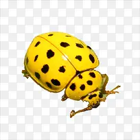 �׳�-������