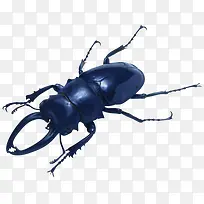 甲虫昆虫-空若网 甲虫昆虫-空若网