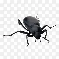 甲虫素材-空若网 甲虫素材-空若网
