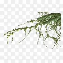 Ê÷Ö¦-¿ÕÈôÍø Ê÷Ö¦-¿ÕÈôÍø