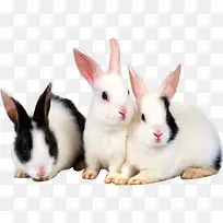 �ɰ�����ͼ-������