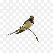 树枝上的小燕子素材-空若网 树枝上的小燕子素材-空若网