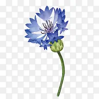 矢量花朵-空若网 矢量花朵-空若网