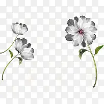 漂浮白色小花-空若网 漂浮白色小花-空若网