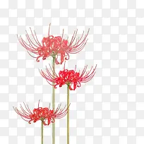 手绘三朵爱情花彼岸花-空若网 手绘三朵爱情花彼岸花-空若网