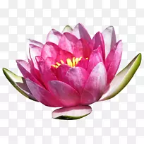 白花莲开花植物怀孕-莲花-空若网 白花莲开花植物怀孕-莲花-空若网