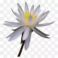 Ë®²Ê»£º»¨»ÜË®²Ê»¼ôÌù»-Á«»¨-¿ÕÈôÍø Ë®²Ê»£º»¨»ÜË®²Ê»¼ôÌù»-Á«»¨-¿ÕÈôÍø