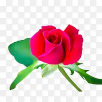 鲜花-艳红的爱情-空若网 鲜花-艳红的爱情-空若网