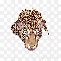 忧郁的豹子-空若网 忧郁的豹子-空若网