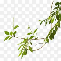 绿色装饰树枝-空若网 绿色装饰树枝-空若网