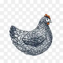 水彩母鸡-空若网 水彩母鸡-空若网