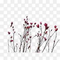 紫红色花苞-空若网 紫红色花苞-空若网