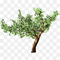 一颗绿树-空若网 一颗绿树-空若网