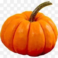 ��ɫƯ���Ϲ�-������