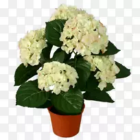 绣球花盆栽植物-空若网 绣球花盆栽植物-空若网