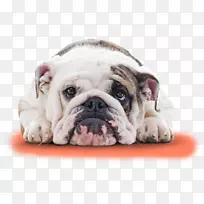 ������ţȮ��Ӣ���϶�ţȮ��Ӣ����ţȮ����ɫӢ����ţȮ-��ţȮ-������