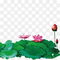 荷花素材图片-空若网 荷花素材图片-空若网