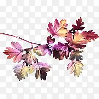 彩色树叶-空若网 彩色树叶-空若网