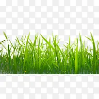 绿色的小草-空若网 绿色的小草-空若网