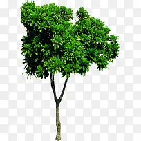 Ê÷-¿ÕÈôÍø Ê÷-¿ÕÈôÍø