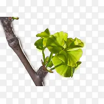 Ö²Îï-¿ÕÈôÍø Ö²Îï-¿ÕÈôÍø