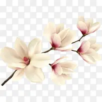 白色花朵装饰图案-空若网 白色花朵装饰图案-空若网