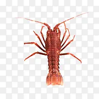 小龙虾海报设计素材-空若网 小龙虾海报设计素材-空若网