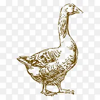 素描 动物-空若网 素描 动物-空若网