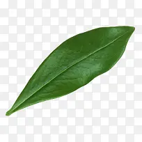 ��Ʒʵ����ɫҶ����Ҷ-������