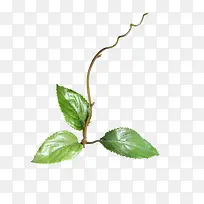 枝叶png图片-空若网 枝叶png图片-空若网