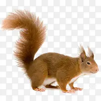 ׼����Ծ��С����-������