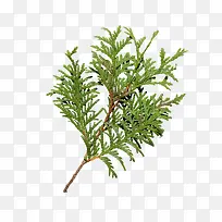 圣诞节绿色松鼠树枝-空若网 圣诞节绿色松鼠树枝-空若网